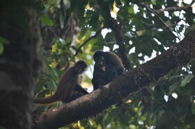 Estacion Biologica Tamandua