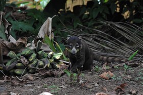 Estacion Biologica Tamandua