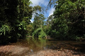 Estacion Biologica Tamandua