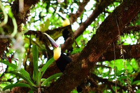 Estacion Biologica Tamandua