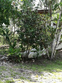 Manuel Antonio Comfort Casa Macao