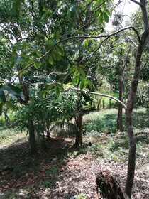 Manuel Antonio Comfort Casa Macao