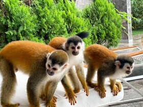 Makanda by The Sea Hotel