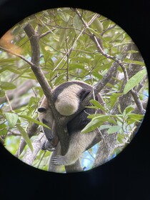 Shana by The Beach Manuel Antonio