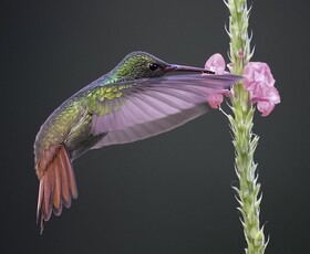 Arte De Plumas Birding Lodge