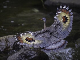 Arte De Plumas Birding Lodge