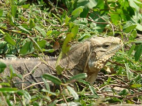 Villa Cayo Saetia