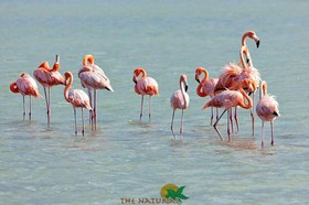 The Natural Curacao