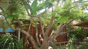 Green Bungalow