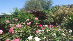 Green Bungalow
