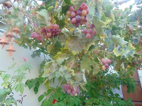 Charalambos Holiday Cottage