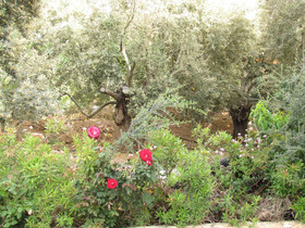 Knossos Villa by Webooking