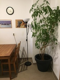 Hostel Rosemary