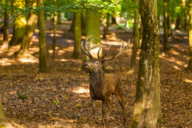 Natur-Resort Tripsdrill