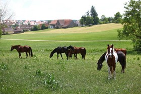 Hotel Konle