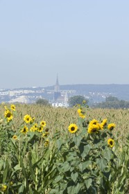 Landhof Meinl