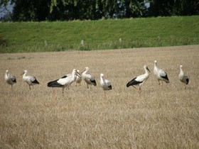 Ferienhof Höpner