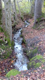 Waldruh