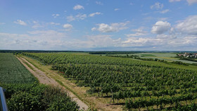 Weinbergshof Rickel