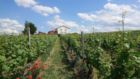 Weinbergshof Rickel