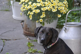 Apfelstern Bed & Breakfast