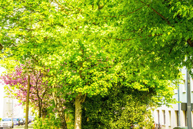 Bed'n'Work Apartment Prenzlauer Berg