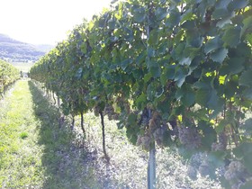 Weingut & Gstehaus Kaufmann-Schneider