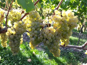 Weingut & Gstehaus Kaufmann-Schneider