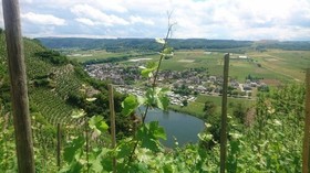 Weingut & Gstehaus Kaufmann-Schneider