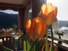 Loreleyblick