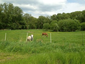 Am Steinertsee