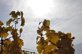 Perabo´s Gasthof Weingut & Gästehaus Restaurant Mit Vinothek