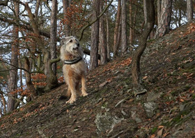 Friedrichs Ferienwohnungen