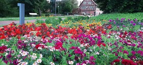 Forest Apartments & Rooms