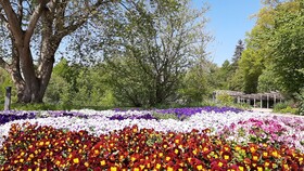 Forest Apartments & Rooms