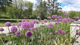Forest Apartments & Rooms