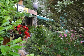 Forest Apartments & Rooms