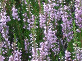 Ferienwohnungen Tewes