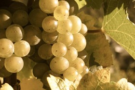 Peifer’s Moselhotel