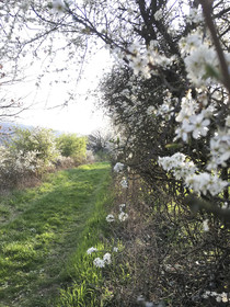 Ferienhaus Apple Tree