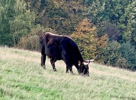 Besotel Ferienwohnungen Und Apartments Erkrath