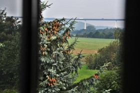 Zur Flora