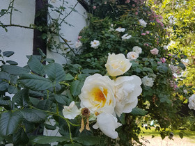B&B Rosindell Cottage