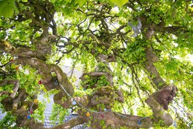 Landgasthof Zur alten Ulme