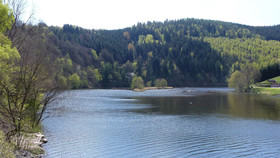Seemöwe