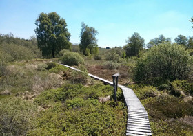 Seemöwe
