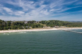 Stranddistel Garni