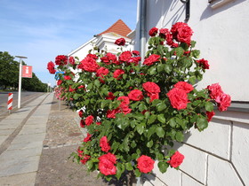 Parkhotel Putbus International