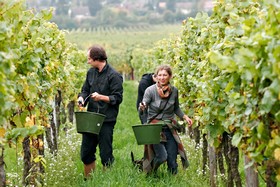 Weinmanufaktur Wolfgang Pfaffmann & Guesthouse Susanne Pfaffmann