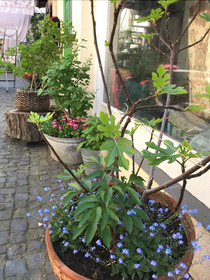 Tante Berg B&B